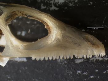 Media type: image;   Herpetology R-119716